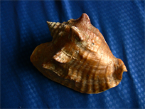 Beautiful Milk Conch Seashell, gem quality conch shell, 13 cm large